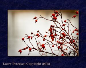 Rose Hips in winter